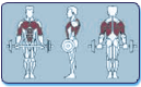 Muscles Worked by Parallel Bars