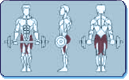 Muscles Worked by Gluteus and Thigh Exerciser