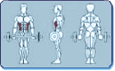 Muscles Worked by Hanging Device