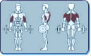 Muscles Worked by Pulley